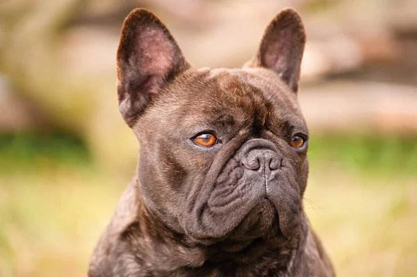 Portretul Unui Câine Tânăr Maro Negru Buldog Franceză Concentrează Moale — Fotografie, imagine de stoc