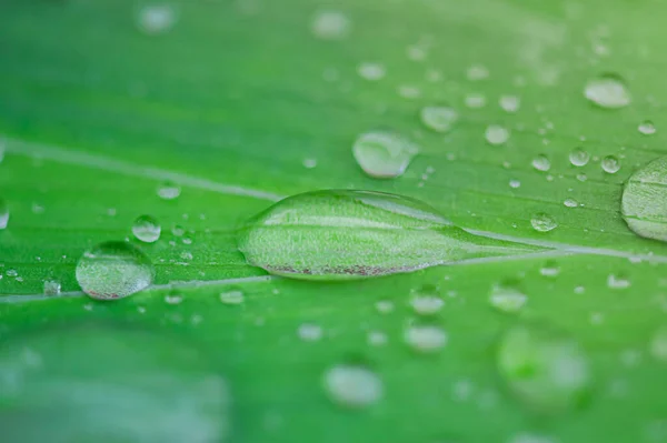 Naturlig Grön Bakgrund Efter Regn Makro Foto Vattendroppar Ett Grönt — Stockfoto