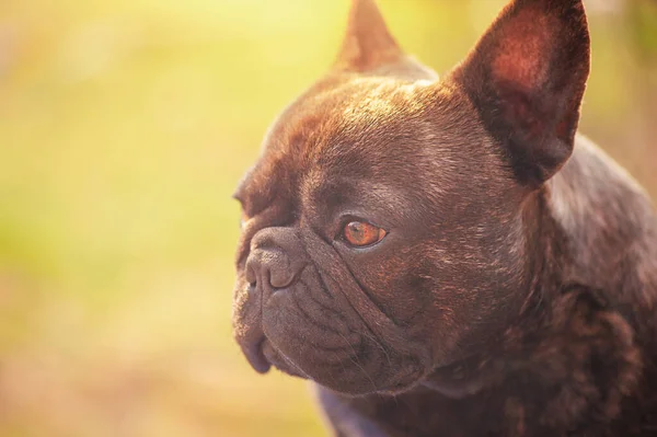Portretul Unui Câine Tânăr Profilul Unui Buldog Francez Fundal Iarbă — Fotografie, imagine de stoc
