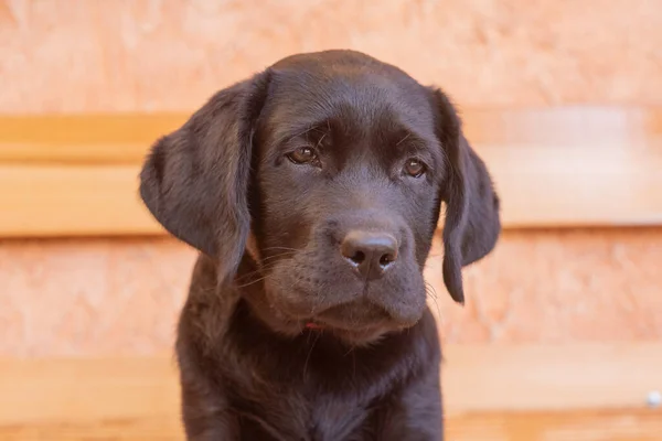 Cute Labrador Retriever Puppy Beige Background Animal Pet Portrait Black — Stock Photo, Image