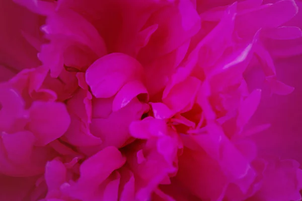 牡丹の花びらマクロ写真 花は背景としてピンクです — ストック写真