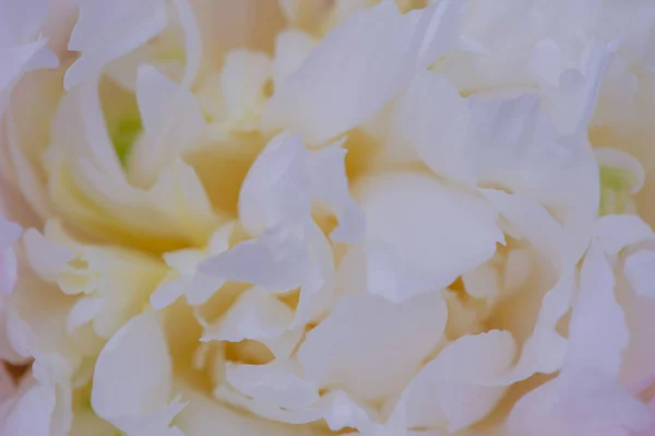 牡丹の花びらマクロ写真 花は背景として白です — ストック写真