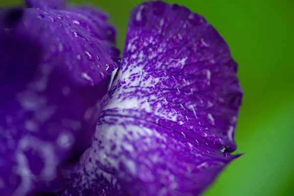Macro photo of a flower. Purple iris flower close-up on a green background.