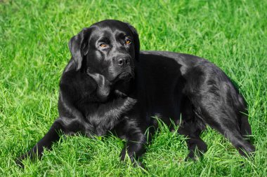 Safkan bir köpeğin portresi. Siyah labrador av köpeği yeşil çimlerin üzerinde yatıyor..