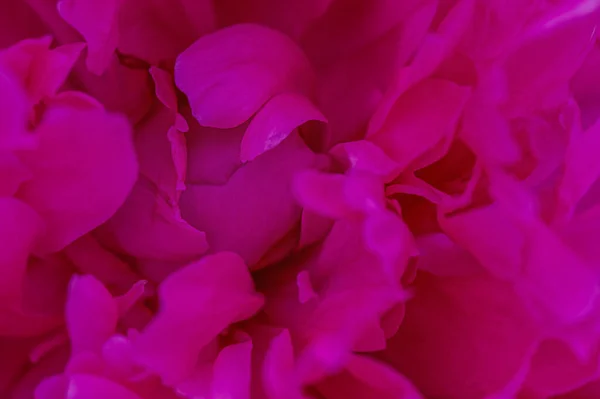 Pfingstrosenblütenblätter Makrofoto Die Blume Ist Rosa Als Hintergrund — Stockfoto