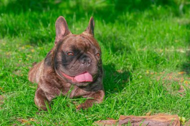 Bir hayvan, bir hayvan. Fransız buldog cinsinin köpeği yeşil çimlerin üzerinde uzanıyor..