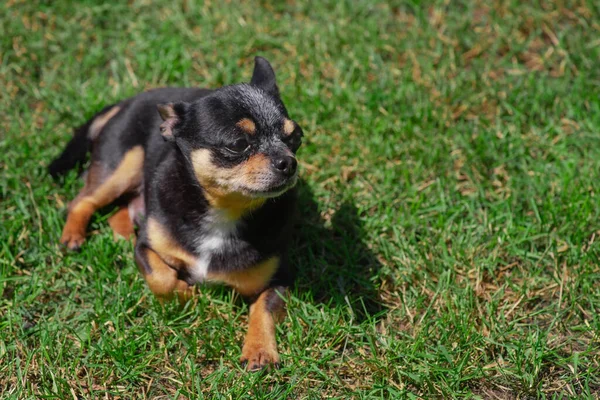 Kutya Sétán Pihen Chihuahua Tricolor Fűben — Stock Fotó