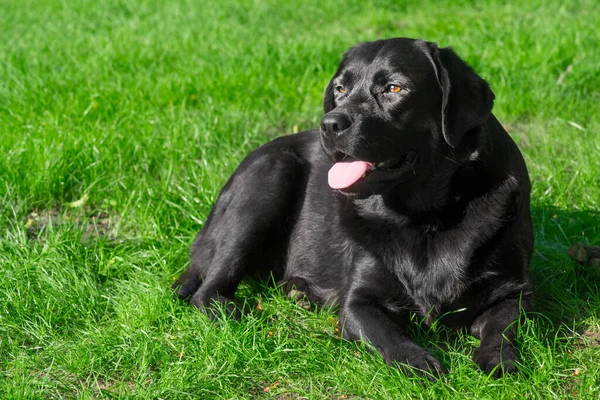 Svart Labrador Som Ligger Grönt Gräs Porträtt Hund Husdjuret Vilar — Stockfoto