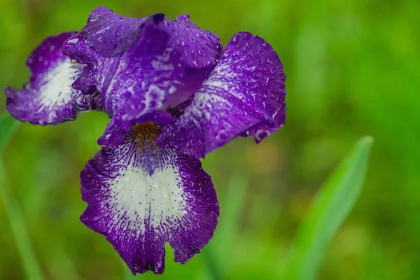 Macro photo of a flower. Purple iris flower close-up on a green background.