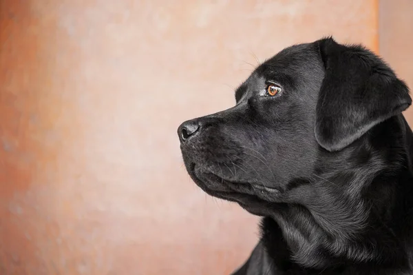 Hundprofil Ett Husdjur Ett Djur Svart Labrador Retriever — Stockfoto