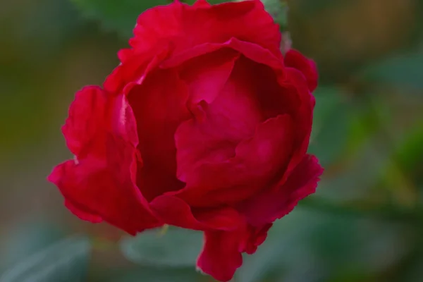 Macro Natureza Flor Rosa Vermelha Fundo Verde Desfocado — Fotografia de Stock