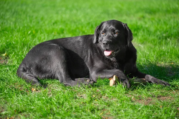 Porträtt Fullblod Hund Svart Labrador Retriever Hund Ligger Grönt Gräs — Stockfoto
