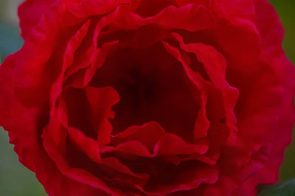 マクロ自然 緑のぼやけた背景に赤いバラ — ストック写真