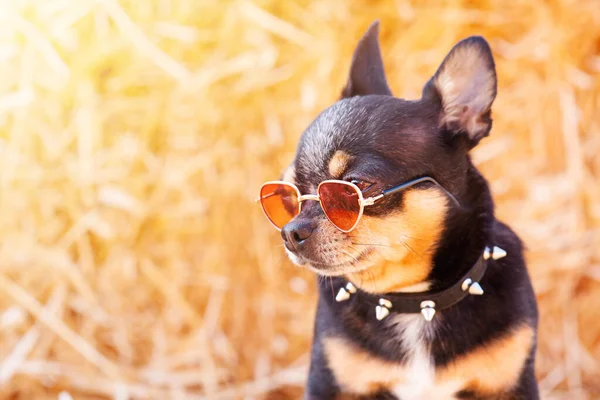Pies Okularach Obroża Tle Słomy Profil Trójbarwny Chihuahua — Zdjęcie stockowe