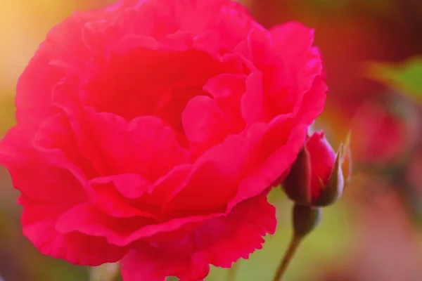 Λουλούδι Λεπτό Εστιακό Μέρος Και Φυσικό Bokeh Κοραλί Χρώματος Ροζ — Φωτογραφία Αρχείου