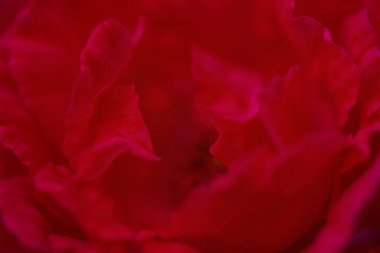 Rose makro fotoğraf. Kırmızı çiçek. Yaprakların ucunda ince bir odak noktası var..