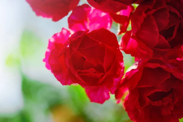 Las Flores Están Floreciendo Rosas Rojas Sobre Fondo Verde Borroso — Foto de Stock