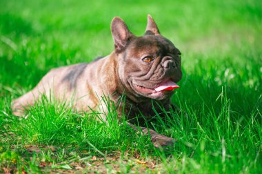 Çimlerde Fransız bulldog 'u. Köpek çimenlerde uzanıyor..