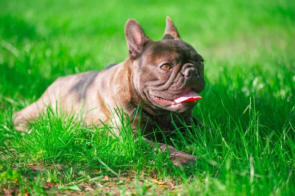 Buldog Francez Peluză Câinele Stă Iarbă — Fotografie, imagine de stoc