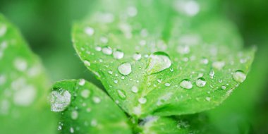 Çiy taneli bir yaprağın Macro fotoğrafı. Su damlaları ile yapraklar.