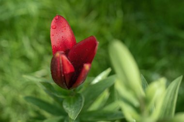 Yaprakların üzerine bir damla su. Bulanık yeşil arkaplanda kırmızı çiçek.
