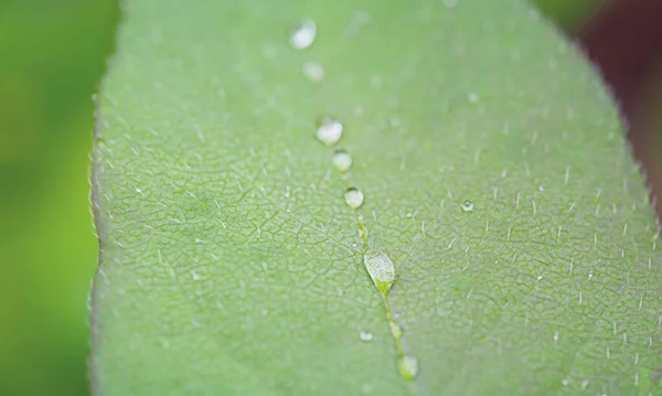 Ett Grönt Löv Med Vattendroppar Mitten Makro Foto Ett Löv — Stockfoto