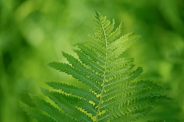 Eğreltiotu Doğal Bir Arka Plan Yeşil Arkaplanda Eğreltiotu Yaprakları Bulanık — Stok fotoğraf