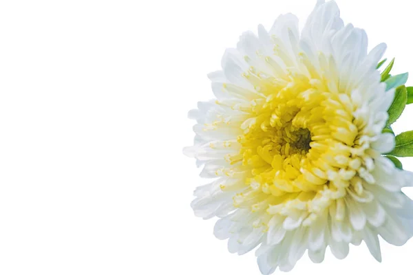 Makro Fotografie Bílého Květu Žlutými Okvětními Lístky Zelenými Listy White — Stock fotografie