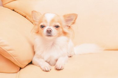 Evde uzun saçlı küçük bir köpek var. Chihuahua köpeği kanepede yatıyor..