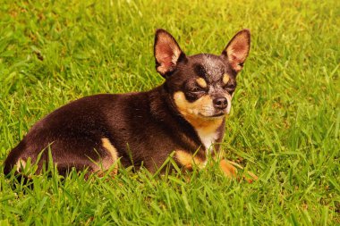 Mini bir köpek portresi. Bir chihuahua köpeği güneşli bir günde yeşil çimlerin üzerinde yatıyor..