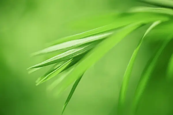 Green Plant Grass Fine Focal Part Flax Plant Grass Defocused — Stock Photo, Image