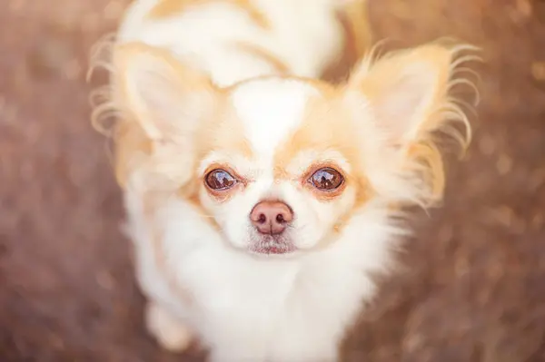 Portret Van Een Hond Huisdier Dier Chihuahua Close Bovenaanzicht Stockfoto