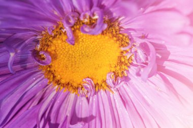 Arka plan olarak gün ışığında çiçek. Mor ve sarı paskalya çiçeğinin makro fotoğrafı.