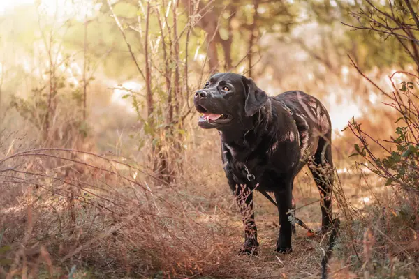 Hund Svart Ammunition Porträtt Ett Husdjur Svart Labrador Retriever Promenad — Stockfoto