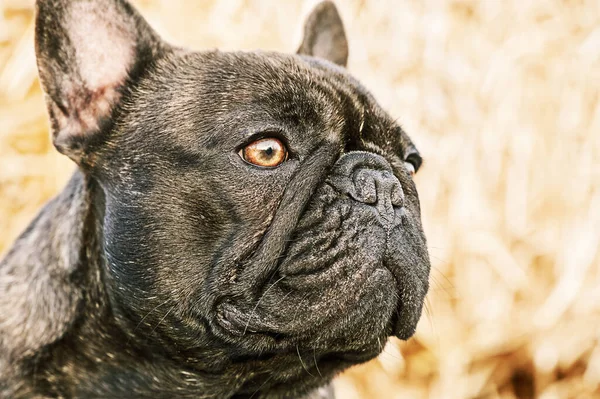 Portrait of a French brindle bulldog with black color. A dog on a background of straw. Animal, pet.