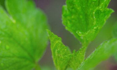 Su damlalı yeşil bitki. Doğanın makro fotoğrafı.
