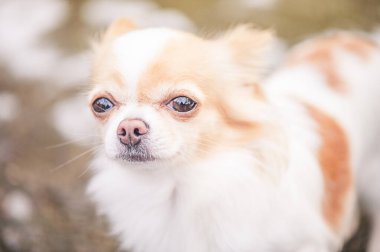 Chihuahua köpek portresi. Yürüyüşe çıkmış bir köpek. Hayvan, tatlım..