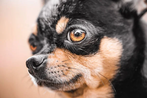 Dog of mini breed. Pet, animal. Close-up portrait of a tricolor chihuahua.