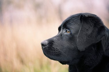 Siyah Labrador Retriever köpeğinin profili. Evcil hayvan. Bulanık arkaplanda bir köpeğin portresi.