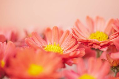Sarı kasımpatı ve ince odak çizgisi olan turuncu. Sonbahar çiçeklerinin makro fotoğrafı.