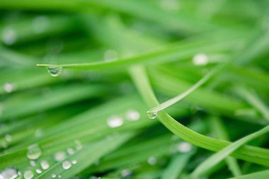 Yağmurdan sonra birkaç damla çimlere asılır. Doğal çim arka planı. Doğanın makro fotoğrafı.