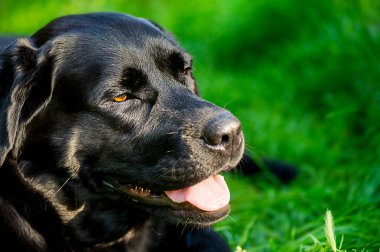 Sıcak ve güneşli bir günde safkan köpek. Yeşil çimlerin üzerinde siyah labrador.
