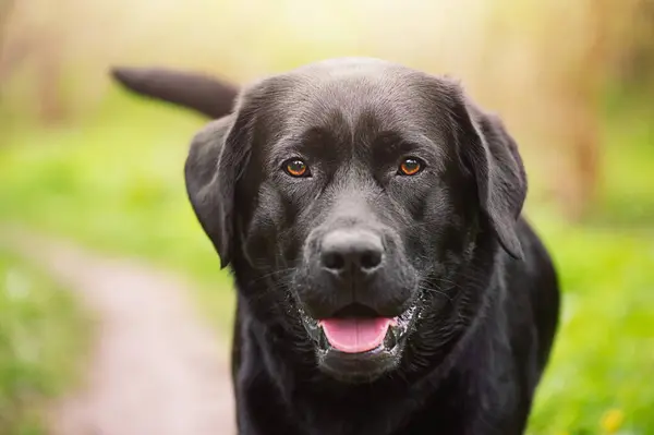 Portret Van Een Volwassen Jonge Rasechte Hond Zwarte Labrador Retriever Rechtenvrije Stockfoto's