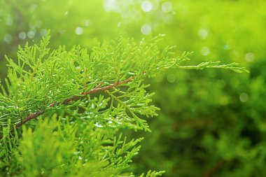 Dekoratif kozalaklı bitki. Kozalaklı ağaç, arkasında da güzel bir bokeh var..