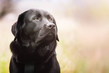Labrador kurşunlu siyah renkli Retriever. Safkan bir gencin portresi..