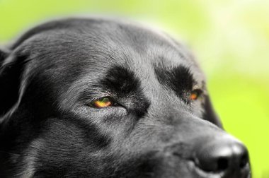 Köpeğin yüzünün bir parçası. Labrador Retriever gözleri ve alnı yeşil bir arka planda. Bir hayvan, bir hayvan..