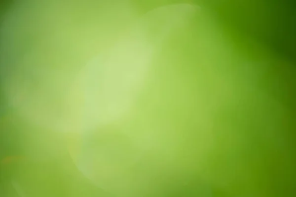Bokeh, bulanık bitkiler, yeşil yapraklar. Yeşil bulanık sönmüş ışık arkaplanı.