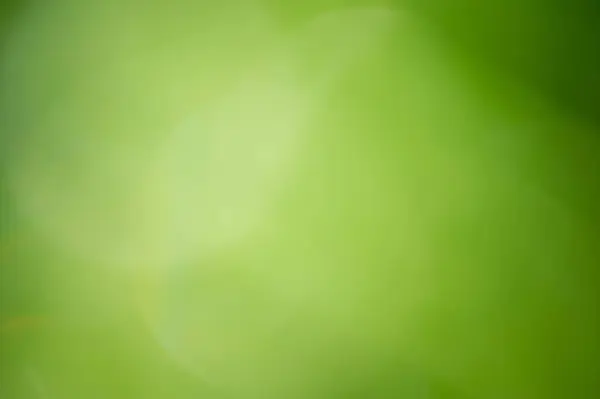 Bokeh Piante Sfocate Foglie Verdi Sfondo Chiaro Sfocato Verde Foto Stock