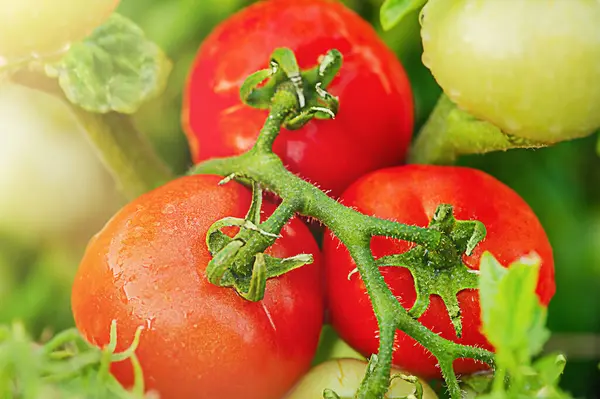 Tomates Verdes Maduros Vermelhos Com Gotas Água Tomates São Plantados Imagem De Stock