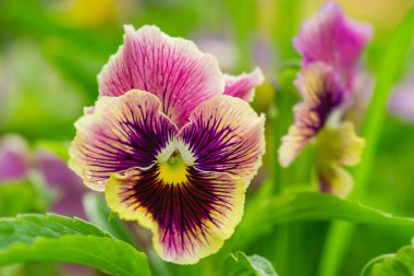 Mor çiçek. Güneşli bir günde menekşeler.